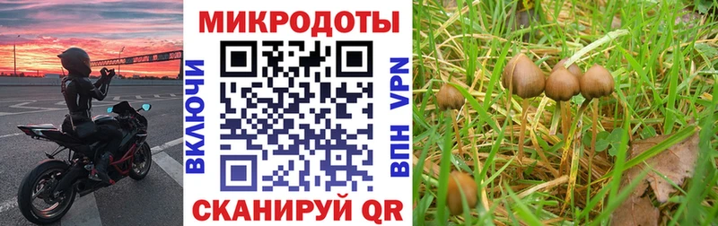 Купить закладки  Каменногорск  Псилоцибиновые грибы ЛСД 